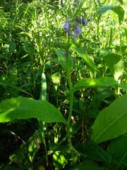 Symphytum officinale