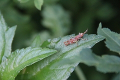 Gesonula punctifrons