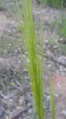 Loudetia phragmitoides