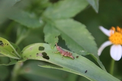Gesonula punctifrons