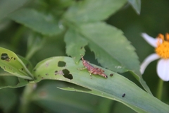 Gesonula punctifrons