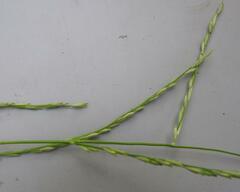Oryza brachyantha