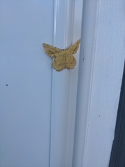 Xanthotype urticaria