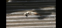 Trachylepis elegans