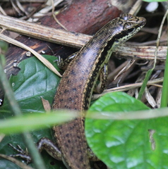 Sphenomorphus incognitus