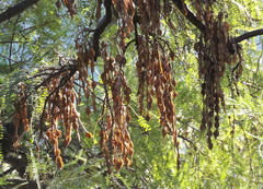 Sophora microphylla