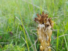 Gentiana cruciata