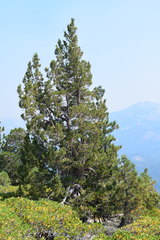 Juniperus grandis
