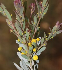 Acacia meisneri