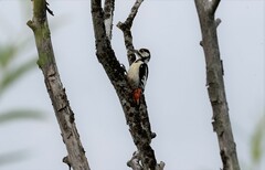 Dendrocopos major kamtschaticus