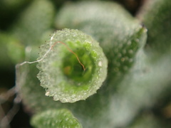Marchantia polymorpha