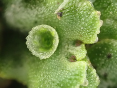 Marchantia polymorpha