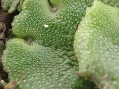 Marchantia polymorpha