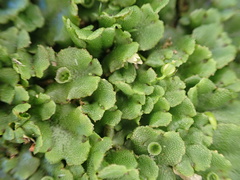 Marchantia polymorpha