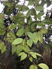 Cleistanthus cunninghamii