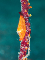 Crenavolva leopardus