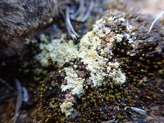 Gyalolechia subbracteata