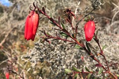 Darwinia hypericifolia