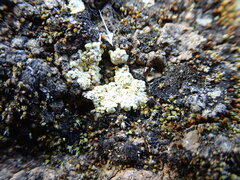 Gyalolechia subbracteata