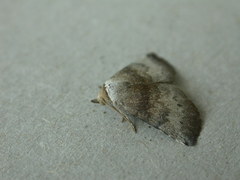 Mataeomera mesotaenia