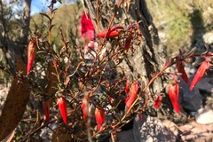 Darwinia hypericifolia