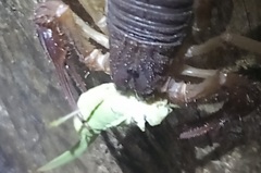 Centruroides edwardsii