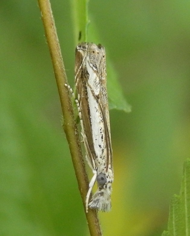 Platytes ornatellus