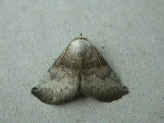 Mataeomera mesotaenia