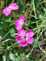 Dianthus seguieri