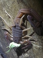 Centruroides edwardsii