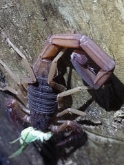 Centruroides edwardsii