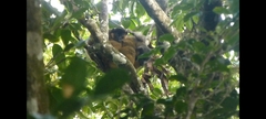 Eulemur collaris