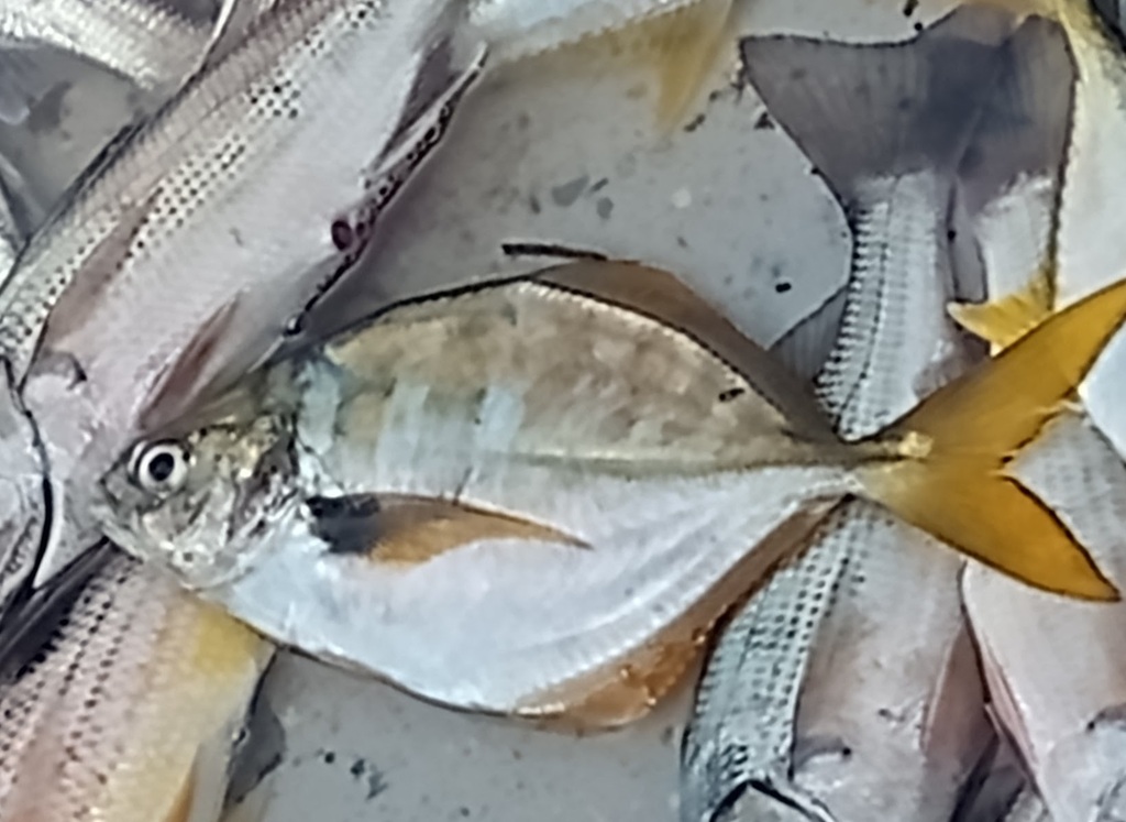 Yellowfin Jack