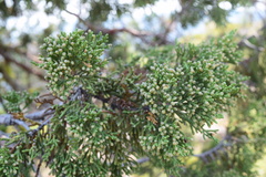 Juniperus grandis