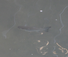 Planiliza subviridis