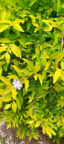 Skyflower