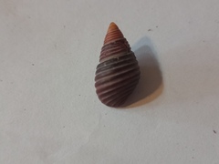 Nucella canaliculata