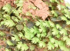 Fissidens androgynus