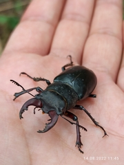 Lucanus ibericus