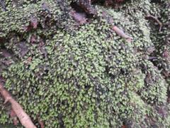 Fissidens androgynus