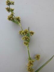 Fuirena umbellata