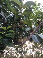 Diospyros maritima