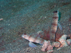 Amblyeleotris arcupinna