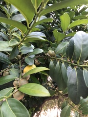Diospyros maritima