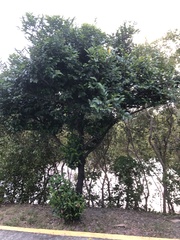 Diospyros maritima