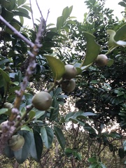Diospyros maritima