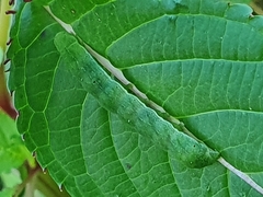Euplexia