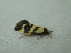 Olbonoma triptycha