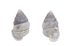 Diplommatinidae
