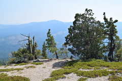 Juniperus grandis
